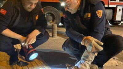 Kilis’te 3 gündür ağaçta mahsur kalan bir kedi, itfaiye ekiplerinin