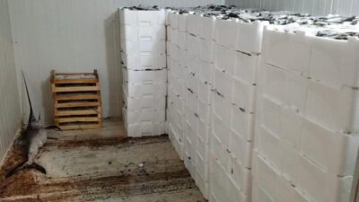 Bursa balık halinde denetim yapan Bursa Büyükşehir Belediyesi Tarım A.Ş.