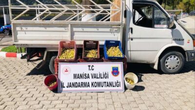 Manisa’nın Kırkağaç ilçesinde bir vatandaşa ait meyve bahçesinden 135 kilogram