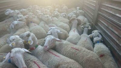 Kırklareli’nde kaçak yollarla 57 küçükbaş hayvan getirdiği belirlenen kişiye 105