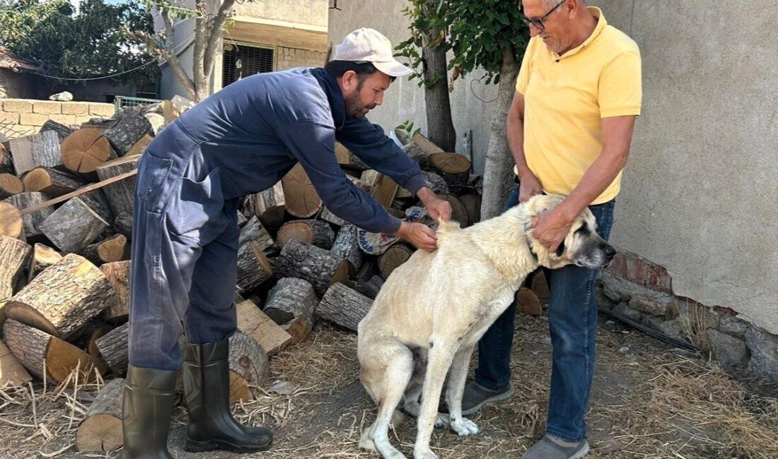 Kırklareli’nde kedi ve köpeklere çip takılıyor Kırklareli’nde İl Tarım ve Orman Müdürlüğü ekiplerince kedi ve köpeklere