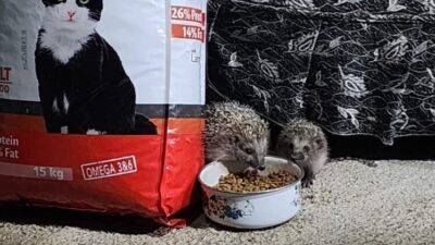 Elazığ’ın Kovancılar ilçesinde kediler için bırakılan mamaya kirpi ve yavrusu