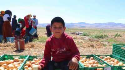 Çiftçiler, Ankara’nın Evren ilçesinin gözdesi kışlık soğanın ilk hasadını yaptı.