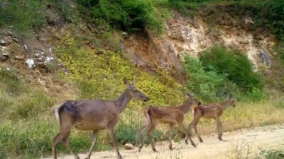 Bursa’nın zirvesi Uludağ’da fotokapana takılan kızıl geyik ailesinin doğa gezisi