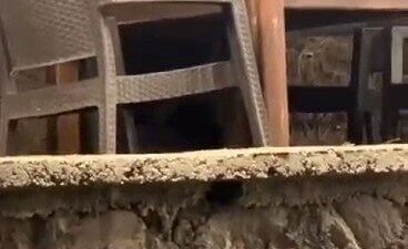 Ankara’nın Kızılcahamam ilçesinde bir lokantaya giren ayı masaya oturarak servis