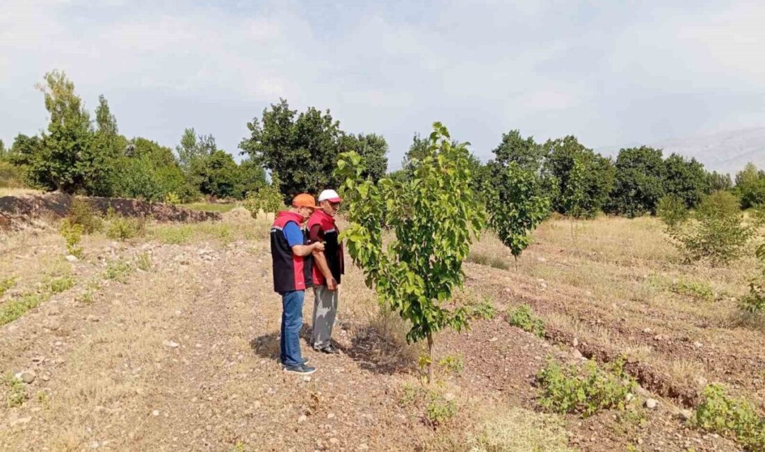 Konakbaşı köyündeki dut bahçesinde hastalık ve zararlı kontrolleri yapıldı Erzincan İl Tarım ve Orman Müdürlüğü ekipleri, Konakbaşı köyünde dut