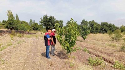 Erzincan İl Tarım ve Orman Müdürlüğü ekipleri, Konakbaşı köyünde dut