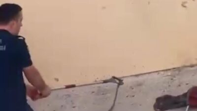 Bursa’nın İnegöl ilçesinde bir toplu konutun bahçesinde görülen yılan, kısa