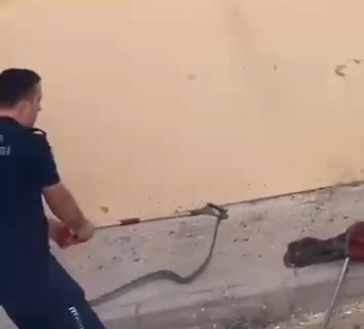 Konut bahçesinde 1,5 metre uzunluğunda yılan görüldü Bursa’nın İnegöl ilçesinde bir toplu konutun bahçesinde görülen yılan, kısa