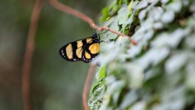 Konya’da en çok ziyaret edilen yerlerin başında gelen Tropikal Kelebek