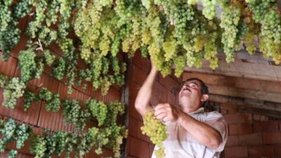 Toroslar’ın dik yamaçlarındaki Konya’nın Hadim ilçesinde üretilen “gök üzüm”, evlerin