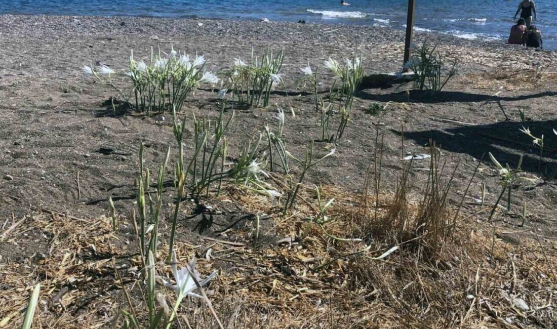 Muğla’nın Datça ilçesi Periliköşk ve Palamutbükü plajında Eylül ayında çıkan