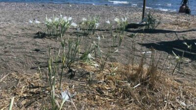 Muğla’nın Datça ilçesi Periliköşk ve Palamutbükü plajında Eylül ayında çıkan
