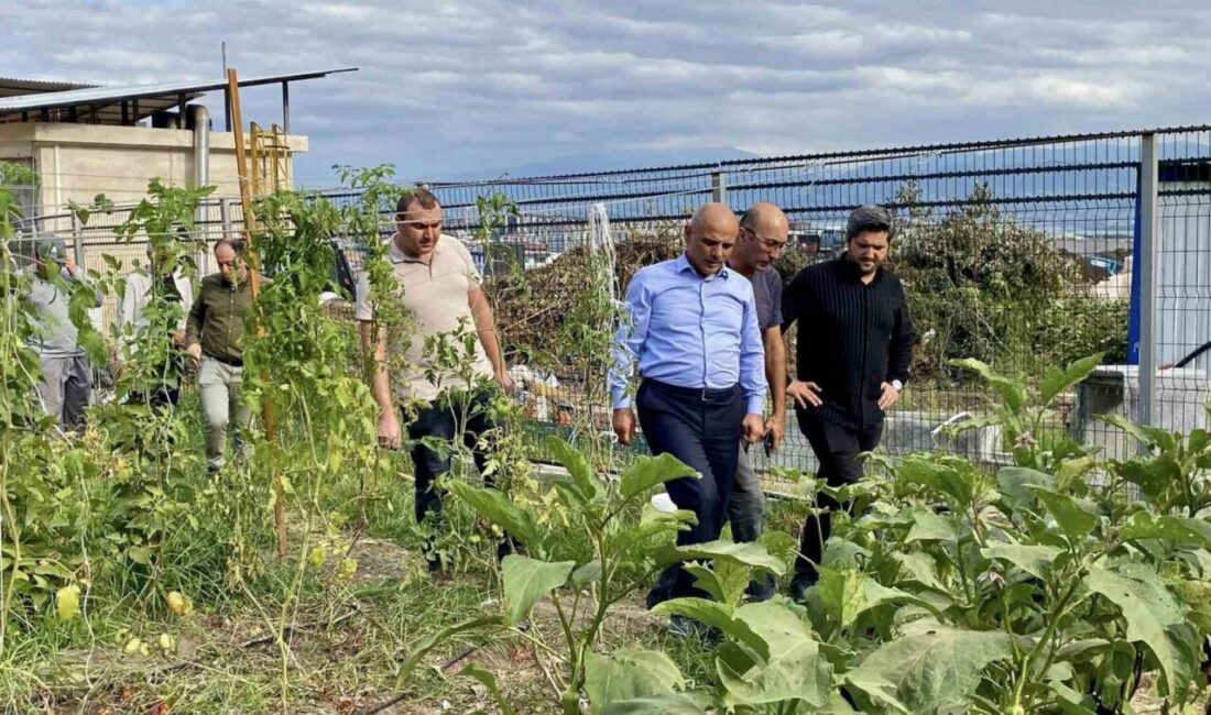 Kocaeli’nin Körfez ilçesinde yerli tohumların korunması ve organik tarımın teşvik