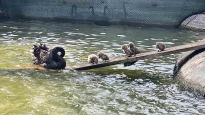 Ankara’nın simgelerinden Kuğulu Park’ta dünyaya gelen 5 kuğu yavrusu ziyaretçilerin