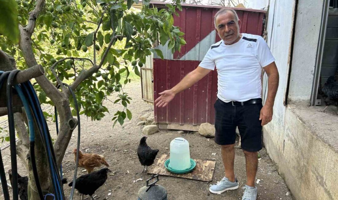 Kümese giren sokak köpekleri 70 tavuğu telef etti Hatay’da bahçeye giren sokak köpekleri, kümesteki 70 tavuğu telef etti.