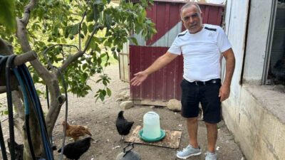 Hatay’da bahçeye giren sokak köpekleri, kümesteki 70 tavuğu telef etti.