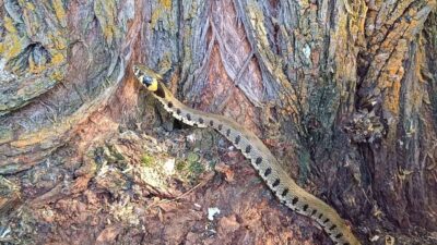 Soğuk iklimlerde yaşadığı bilinen küpeli su yılanı Erzincan’ın Tercan ilçesinde