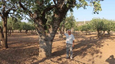 Türkiye’nin fıstık ihtiyacının büyük bir bölümünü karşılayan Şanlıurfa, son yılların