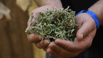 Sivas’a özgü toplaması kadar kurutması da zahmetli madımak otunun 100