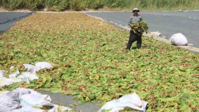 HATAY (İHA) – Türkiye’nin tarım merkezlerinden olan Hatay’da 40 dereceyi