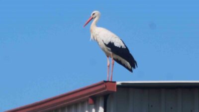 Aydın’ın 17 ilçesinde yıllardır düzenli olarak yapılan leylek (Ciconia ciconia)