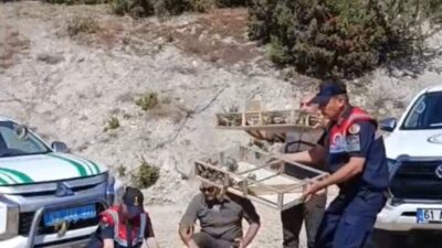 Kütahya’nın Gediz ilçesinde kaçak avcılık yoluyla yakalanan 142 saka kuşu,