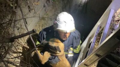 Hatay’da kuyuya düşen köpek, itfaiye ekipleri tarafından kurtarıldı. Defne ilçesi