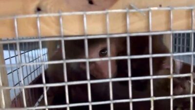 Şırnak’ın Silopi ilçesinde bulunan Habur Gümrük Kapısında yasadışı yollar ile