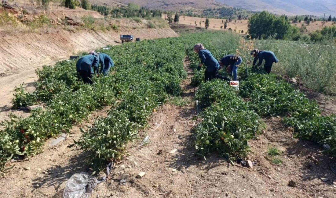 Malatya’da Kadın Kooperatifinden organik domates hasadı Malatya’nın Doğanşehir ilçesinde kadın girişimiyle kurulan Zeynep Ana Kadın Kooperatifi
