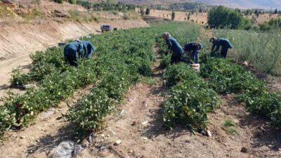 Malatya’nın Doğanşehir ilçesinde kadın girişimiyle kurulan Zeynep Ana Kadın Kooperatifi