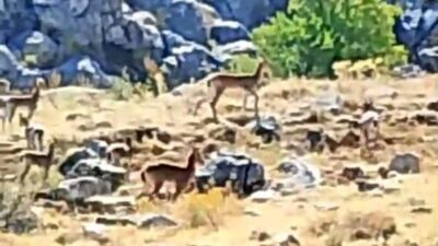 Malatya’nın Akçadağ ilçesinde, nesli tükenme tehlikesi altında bulunan ve koruma