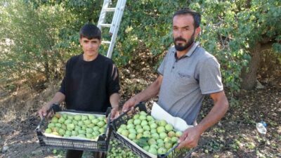Malatya’da yetiştirilen coğrafi işaret tescilli Akçadağ armudunda hasat başladı. Yaklaşık