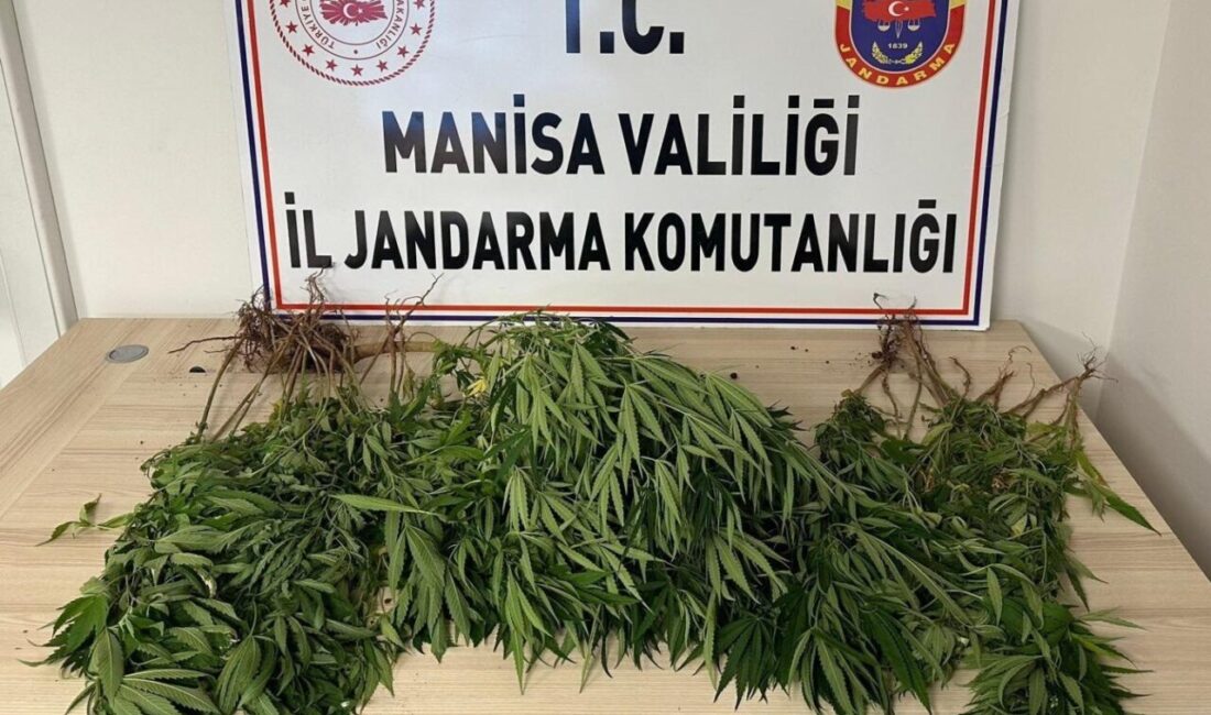 Manisa’da bahçesine kenevir eken kişi tutuklandı Manisa’nın Salihli ilçesinde yasa dışı uyuşturucu madde ekimi yapan şahıslara