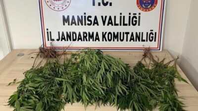Manisa’nın Salihli ilçesinde yasa dışı uyuşturucu madde ekimi yapan şahıslara