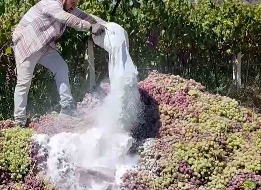 Manisa’da yasaklı ilaç kullanılan 6 ton üzüm imha edildi Manisa’nın Alaşehir ilçesinde yasaklı ziraat ilacı kullanıldığı belirlenen bağlardan toplamda