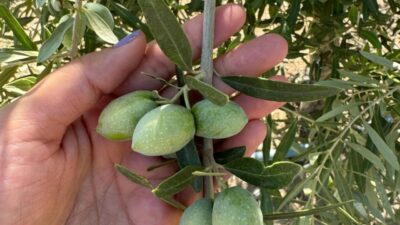 Zeytin üretiminde Türkiye’nin öncü illerinden biri olan Manisa’da, 17 ilçedeki