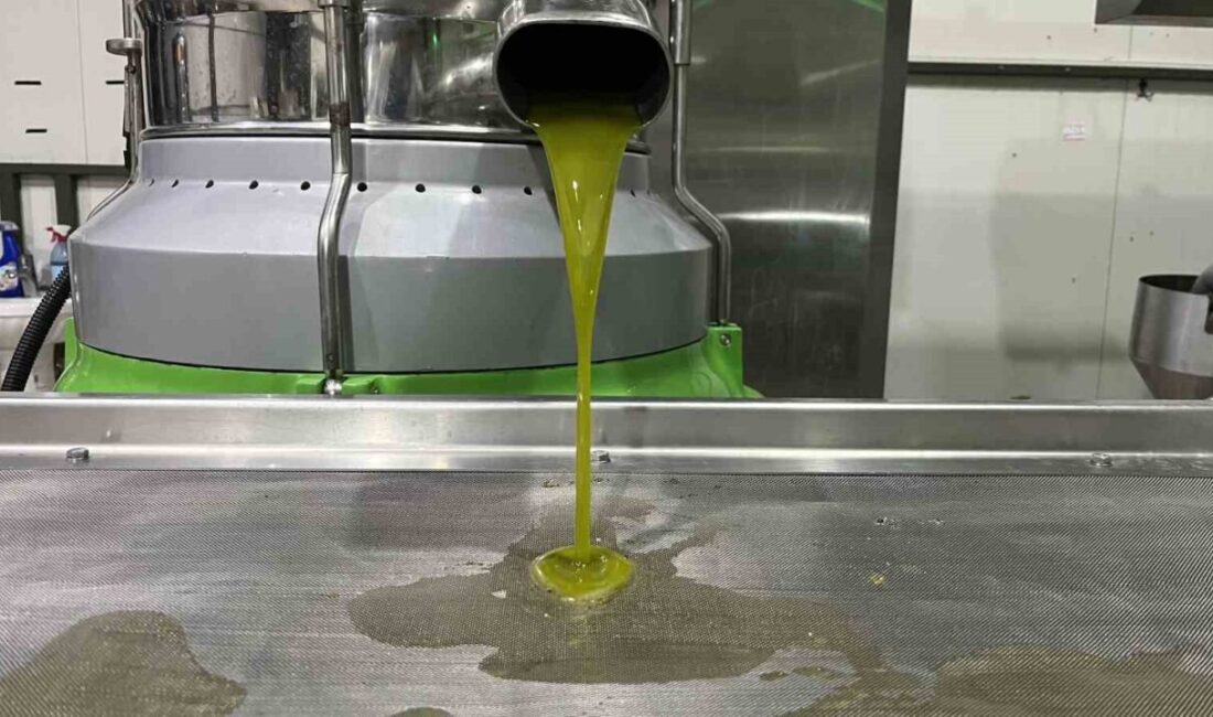 Bursa’nın İznik ilçesinde, Marmara bölgesinin ilk zeytinyağı sıkımı gerçekleştirildi. Zeytinyağı
