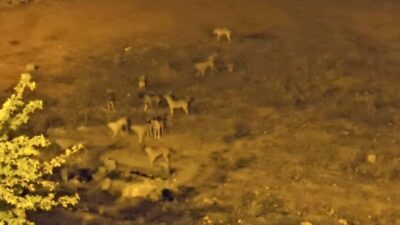 Mardin’in Mazıdağı ilçesinde sürü halinde gezen sokak köpekleri, vatandaşların korkulu