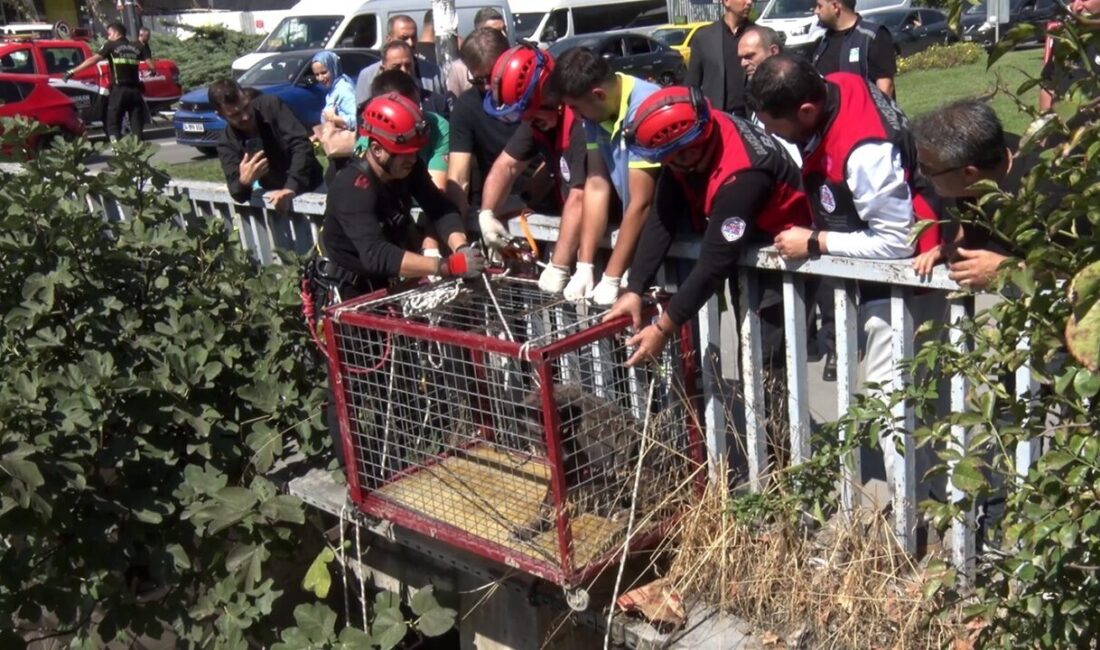 İstanbul’un Bağcılar ilçesinde ölüme terk edilen köpeklerden biri, menfezleri takip