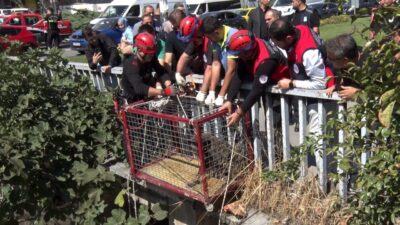 İstanbul’un Bağcılar ilçesinde ölüme terk edilen köpeklerden biri, menfezleri takip