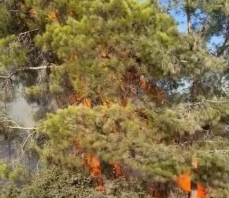 Mersin Erdemli’de orman yangını büyümeden söndürüldü Mersin’in Erdemli ilçesinde çıkan orman yangını büyümeden kontrol altına alınarak
