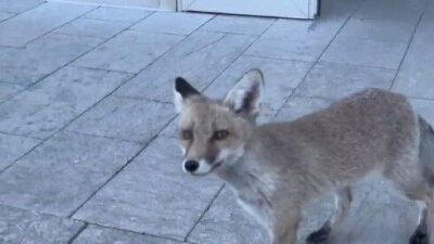 Bilecik’te Milli Eğitim Müdürlüğü binasına giren tilki görenleri hayrete düşürdü.