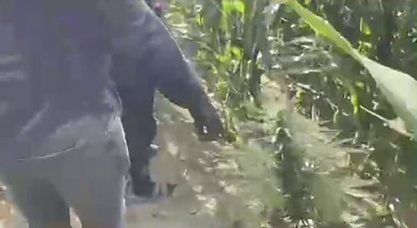 Sakarya İl Jandarma Komutanlığı ekiplerince uyuşturucu suçlarıyla mücadele çerçevesinde düzenlenen