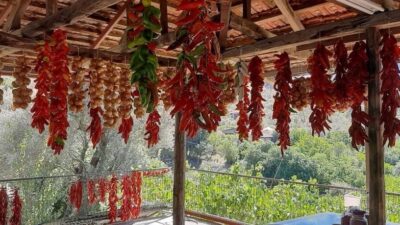 Muğla’da yerli dolmalık biberin yaz aylarında toplanması ile birlikte kışlık