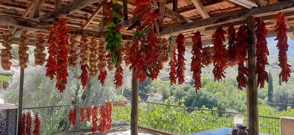 Muğla’da yerli dolmalık biberin yaz aylarında toplanması ile birlikte kışlık