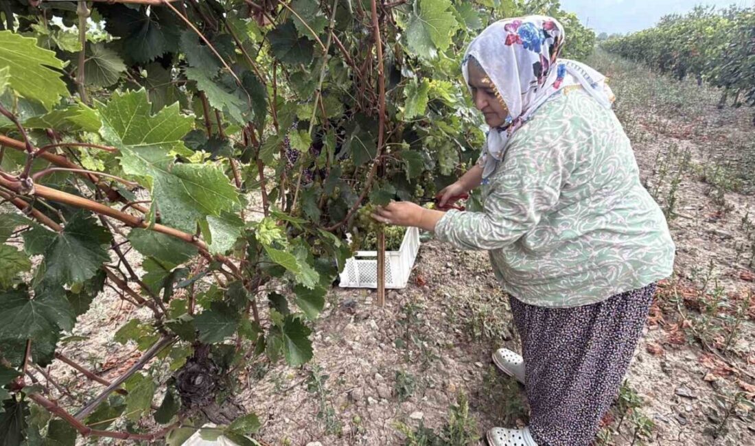 Narince üzümünü de don vurdu, rekolte yüzde 80 düştü Tokat’ın Erbaa ilçesinde Narince üzümünde hasat başladı. Zirai don nedeniyle