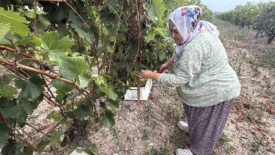 Tokat’ın Erbaa ilçesinde Narince üzümünde hasat başladı. Zirai don nedeniyle