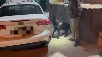 Samsun’da narkotik dedektör köpeği ’Tony’, aracın döşemesine gizlenmiş 470 gram