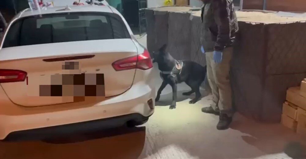 Samsun’da narkotik dedektör köpeği ’Tony’, aracın döşemesine gizlenmiş 470 gram